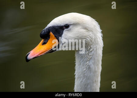 Close-up di cigno nel lago Foto Stock