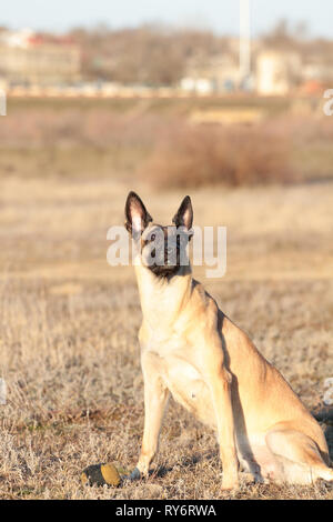 Cane con una palla di razza Pastore belga Malinois in erba , la molla Foto Stock