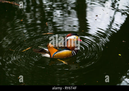 Uccello sull'acqua Foto Stock