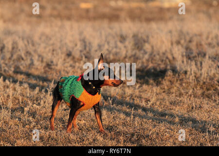 Cane pinscher in miniatura in erba in primavera in natura Foto Stock