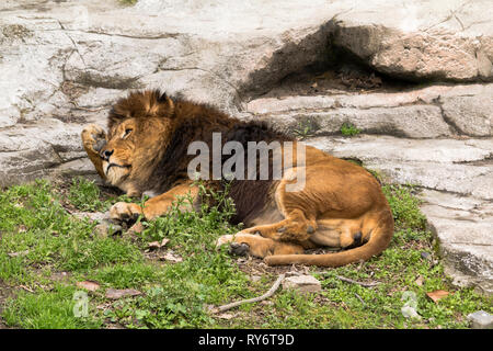 Leone che si posa in uno zoo Foto Stock