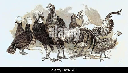 Galli e galline polacco, Primo premio: il sig. Tyler, uccelli provenienti dalla Cina, Primo premio: il sig. Baker, Silver-Spangled Galli e galline, Primo premio: John Whyte, Esq Foto Stock