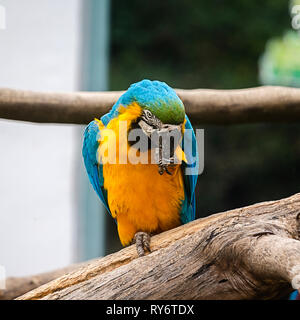 macaw colorato in uno zoo uccello pulizia se stesso Foto Stock