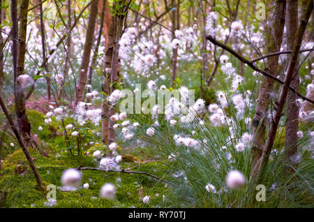 Il cotone gras vaginantum nel paesaggio di Moro Foto Stock