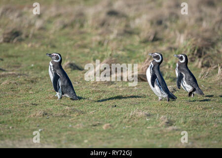 I pinguini di Magellano, Isole Falkland, Atlantico del Sud, Sud America Foto Stock