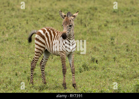 Zebra comune (Equus quagga) colt sulla savana nel cratere di Ngorongoro, Tanzania Foto Stock