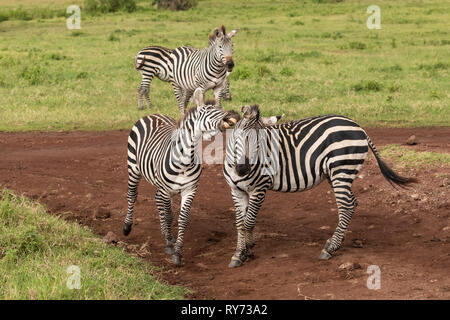 Zebra comune (Equus quagga) adulti combattimenti sulla savana nel cratere di Ngorongoro, Tanzania Foto Stock