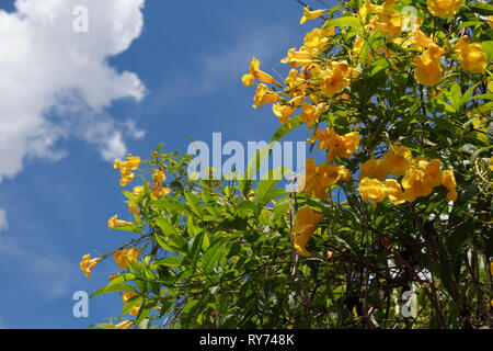 Tecoma Stans. Fiore giallo che fiorisce in ogni stagione in Brasile. Foto Stock