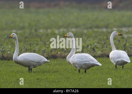 Whooper cigni (Cygnus Cygnus), stando in piedi in un prato, Emsland, Bassa Sassonia, Germania Foto Stock