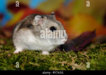 Djungarian hamster (Phodopus sungorus), agouti, siede nel muschio, Austria Foto Stock