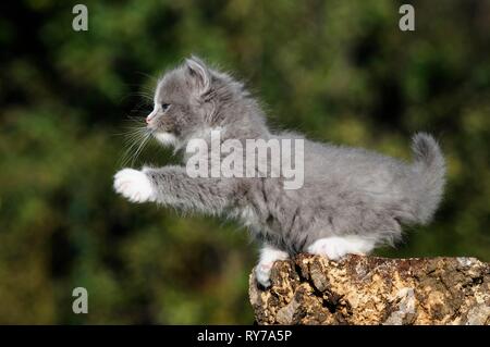 Ragdoll, blu mitted solido grigio, gattino, 7 settimane, in piedi sul tronco di albero e sollevamento zampa, Austria Foto Stock