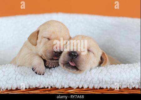 Il Labrador retriever giallo, cuccioli di dieci giorni dorme accanto a ciascun altro, Austria Foto Stock