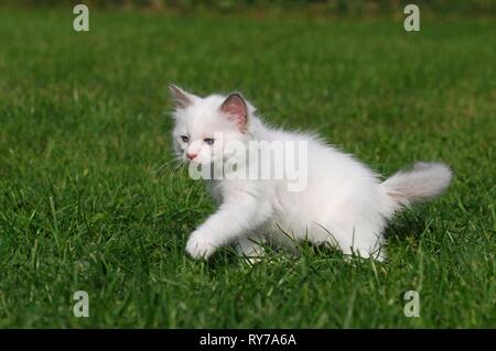 Ragdoll, gattino, bianco, 7 settimane, in esecuzione in prato, Austria Foto Stock