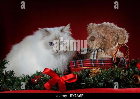 Santo la Birmania, seduto accanto a Teddy bear nella decorazione di Natale, Austria Foto Stock