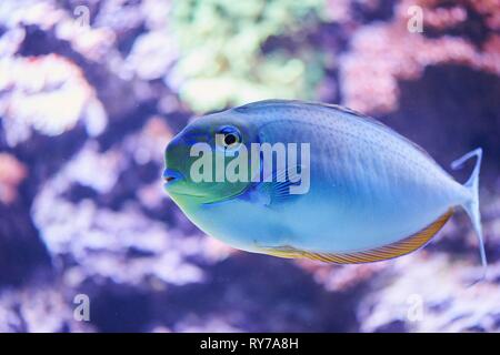 Bignose unicornfish (Naso vlamingii) in un acquario, captive, Germania Foto Stock