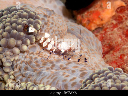 Peacock-coda di anemoni gamberetto commensale ( Periclimenes brevicarpalis ) tra i tentacoli di anemone, Bali, Indonesia Foto Stock