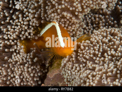 Orange skunk clownfish ( Amphiprion sandaracinos ) nuoto in anemone marittimo di Bali, Indonesia Foto Stock