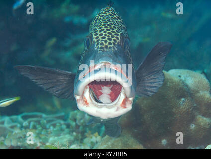 Molti spotted sweetlips o arlecchino sweetlips ( Plectorhinchus chaetodonoides ) pulito dal pesce pulitore ( labroides dimidiatus) presso la stazione di pulizia , Foto Stock