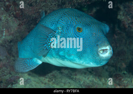 Mappa pufferfish arothron ( mappa ) )presso la stazione di pulizia di Bali Foto Stock