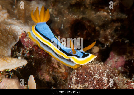 Macro di un anna nudibranch chromodoris, chromodoris annae strisciando sulla coral di Bali Foto Stock