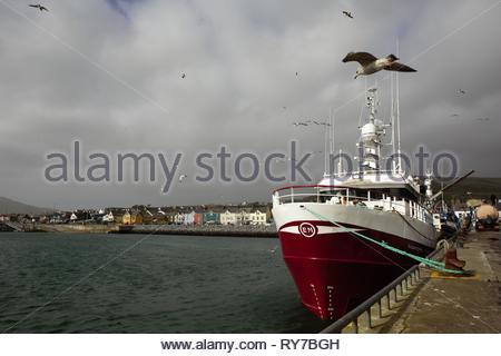 Barche legato fino al porto di Dingle, Irlanda su una soleggiata giornata invernale e in corrispondenza di un periodo di tranquillità del turista anno. Foto Stock