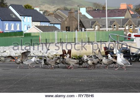 I gabbiani sul molo a Dingle in Co. Kerry, Irlanda Foto Stock