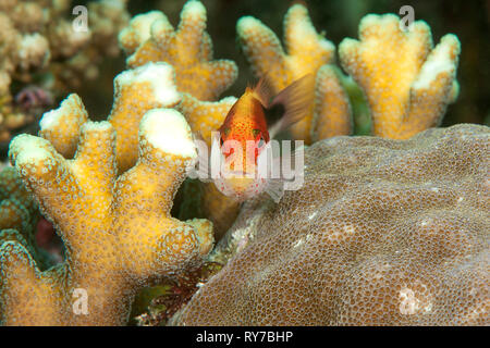 Forster's Hawkfish, Paracirrhites forsteri nuotare tra i coralli di Bali, Indonesia Foto Stock