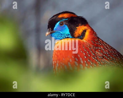 Di Temminck tragopan temminckii Tragopan maschio Foto Stock