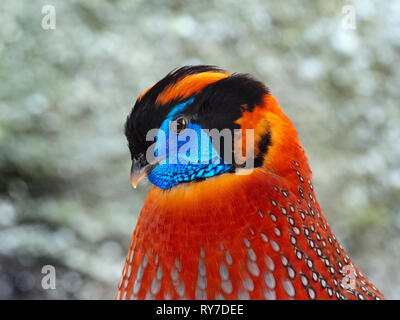 Di Temminck tragopan temminckii Tragopan maschio Foto Stock