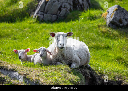 Mother and two baby sheep lying on a grass Foto Stock