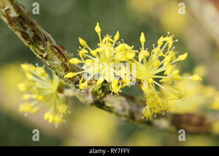 Cornus mas. Fitti grappoli di fiori di Corniolo nel tardo inverno sunshine - Febbraio, GIARDINO DEL REGNO UNITO Foto Stock