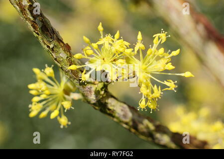 Cornus mas. Fitti grappoli di fiori di Corniolo nel tardo inverno sunshine - Febbraio, GIARDINO DEL REGNO UNITO Foto Stock