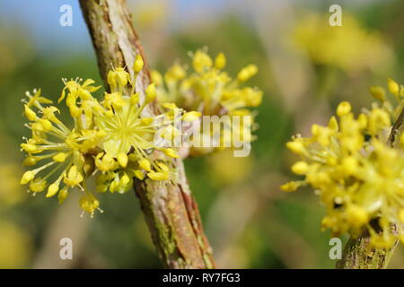 Cornus mas. Fitti grappoli di fiori di Corniolo nel tardo inverno sunshine - Febbraio, GIARDINO DEL REGNO UNITO Foto Stock