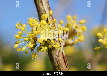 Cornus mas. Fitti grappoli di fiori di Corniolo nel tardo inverno sunshine - Febbraio, GIARDINO DEL REGNO UNITO Foto Stock