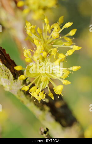 Cornus mas. Fitti grappoli di fiori di Corniolo nel tardo inverno sunshine - Febbraio, GIARDINO DEL REGNO UNITO Foto Stock