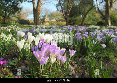 Bucaneve e crocus in un giardino a Doddington Hall, Lincolnshire - tardo inverno, primavera, REGNO UNITO Foto Stock