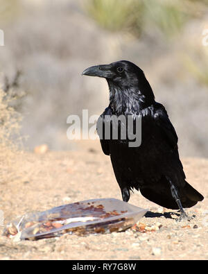 Un comune Corvo Imperiale (Corvus corax) mangia la spazzatura a Joshua Tree National Park in California. Foto Stock