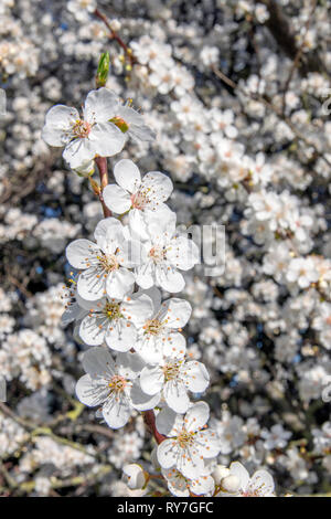 Close Up di Bianco Fiori Ciliegio a Amsterdam Paesi Bassi Foto Stock