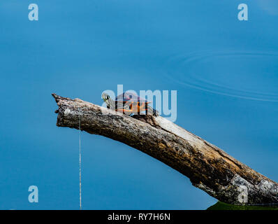 Ritratto di una florida rosso cooter panciuto ensoleillement su un albero morto sopra una zona umida stagno con lenza da pesca catturati sul ramo. Foto Stock