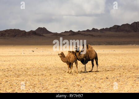 Steppa cammelli nelle colline della Mongolia occidentale Foto Stock