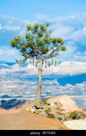 Lone Pine Tree sul bordo del Bryce Canyon, Utah, Stati Uniti d'America. Foto Stock