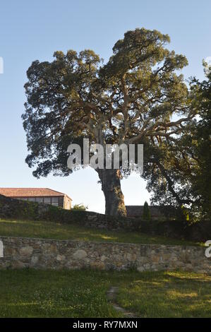 Splendido albero centenario al tramonto in guardia. Architettura, Storia, Viaggi. Agosto 15, 2014. La Guardia, Pontevedra, Galizia, Spagna. Foto Stock