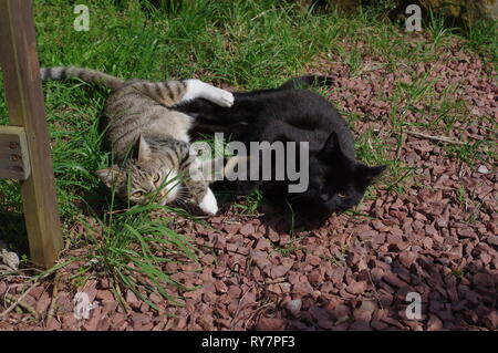 Due gatti a giocare sul percorso del giardino Foto Stock