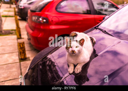 Colorati Cat posa su un colore nero auto Closeup View Foto Stock