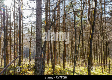 La foresta di abete rosso, pineta, pineta, Pino, Fata foresta incontaminata foresta di abete rosso Foto Stock