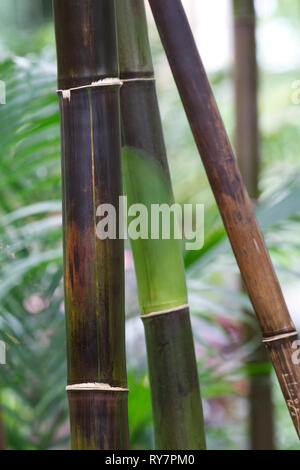 Bambusa lako steli. Timor Est black bamboo. Foto Stock