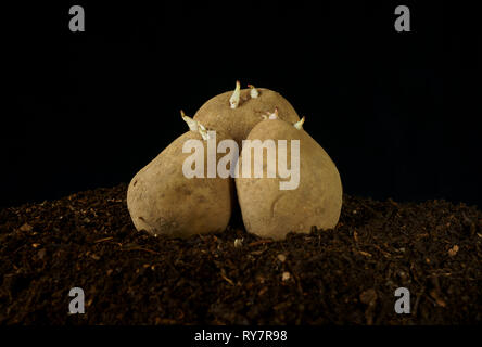 Il re Edoardo tuberi seme di patate chitted pronti per la semina. Foto Stock