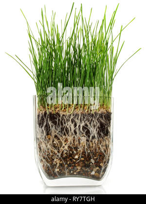 Grrowing Wheatgrass su sfondo bianco Foto Stock