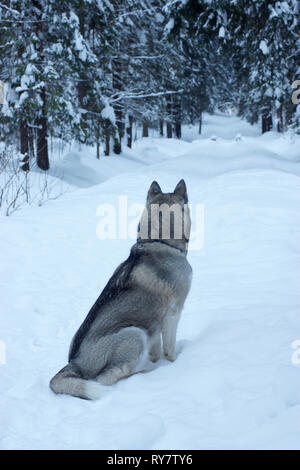 Grigio razza di cani husky seduto su un sentiero in un parco innevato al mattino e guardando in lontananza, visibile indietro e la coda. Foto Stock