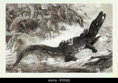 Alligatore da Sumatra per l'Acquario di Brighton 1873 Foto Stock